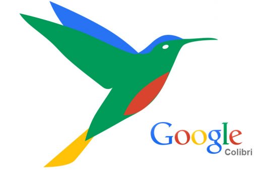 colibri google imagen